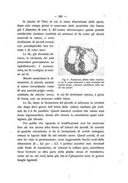 Le stazioni sperimentali agrarie italiane organo delle stazioni agrarie e dei laboratori di chimica agraria del Regno