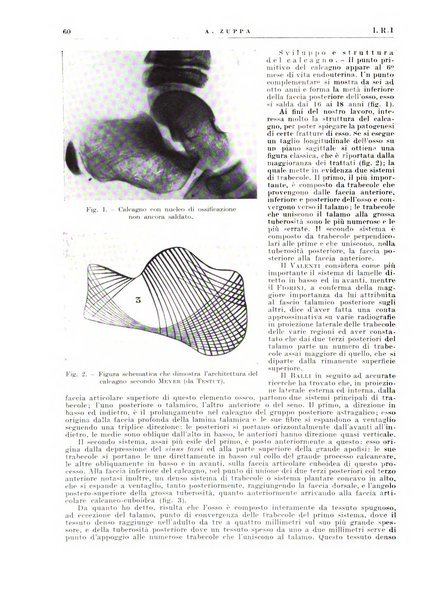 Radiologia e fisica medica. Sezione 2, Rassegna