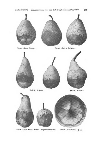 Rivista di frutticultura