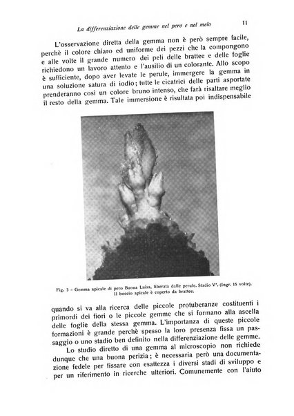 Rivista di frutticultura