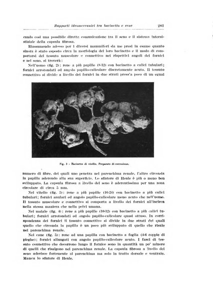 Archivio italiano di urologia