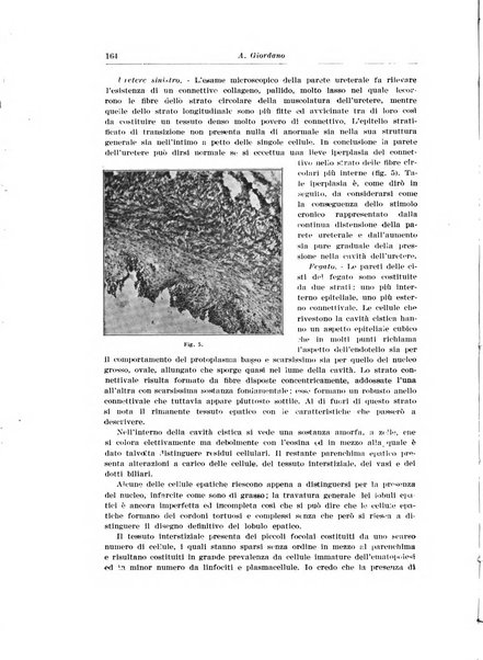 Archivio italiano di urologia