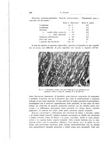 Archivio italiano di urologia