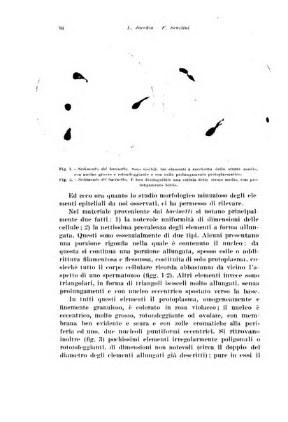 Archivio italiano di urologia