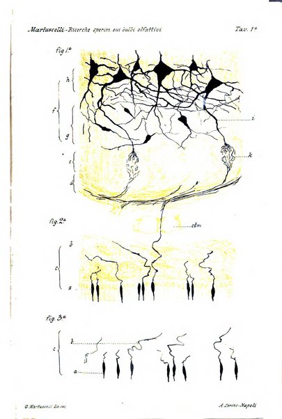 Archivii italiani di laringologia periodico trimestrale