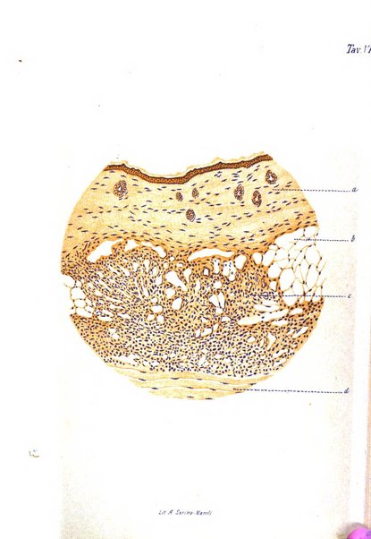 Archivii italiani di laringologia periodico trimestrale