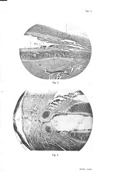 Archivii italiani di laringologia periodico trimestrale