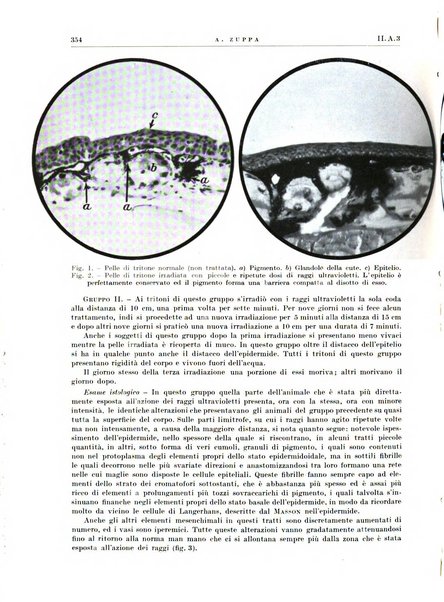 Radiologia e fisica medica. Sezione 1, Archivio di radioterapia e biofisica