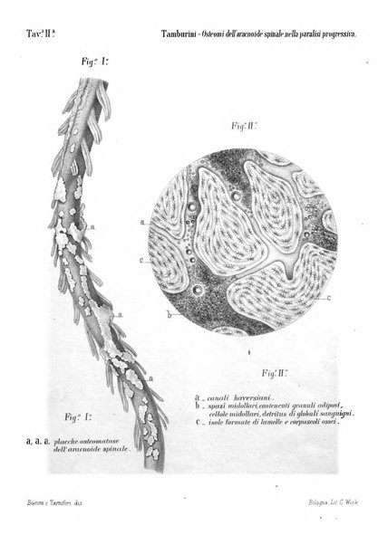 Rivista sperimentale di freniatria e di medicina legale in relazione con l'antropologia e le scienze giuridiche e sociali