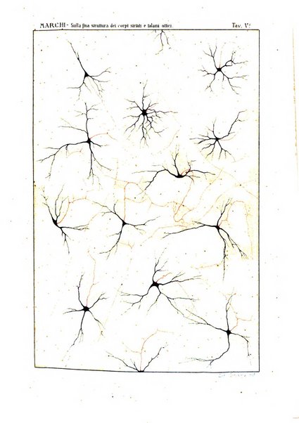 Rivista sperimentale di freniatria e di medicina legale in relazione con l'antropologia e le scienze giuridiche e sociali