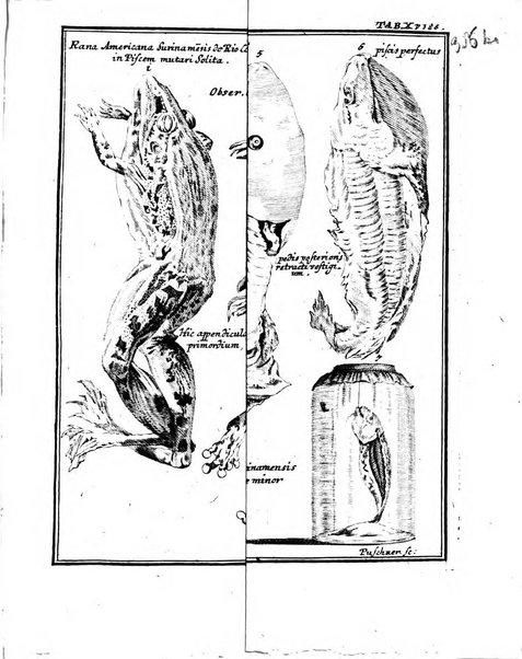 Academiae Caesareo-Leopoldinae naturae curiosorum ephemerides, sive Observationum medico.phisicarum ...