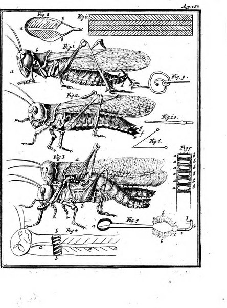 Academiae Caesareo-Leopoldinae naturae curiosorum ephemerides, sive Observationum medico.phisicarum ...