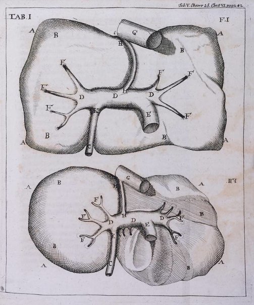 Academiae Caesareo-Leopoldinae naturae curiosorum ephemerides, sive Observationum medico.phisicarum ...