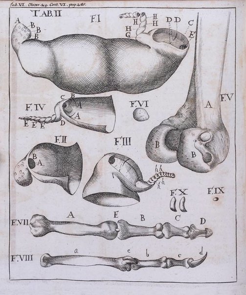 Academiae Caesareo-Leopoldinae naturae curiosorum ephemerides, sive Observationum medico.phisicarum ...