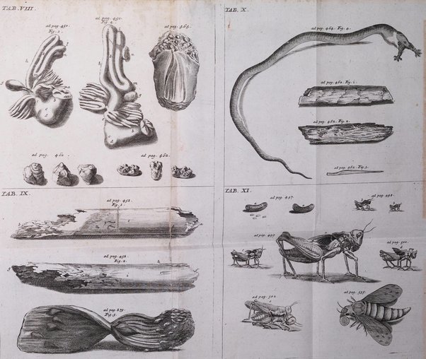 Academiae Caesareo-Leopoldinae naturae curiosorum ephemerides, sive Observationum medico.phisicarum ...