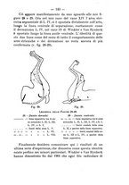 giornale/PUV0140996/1911/V.2/00000161