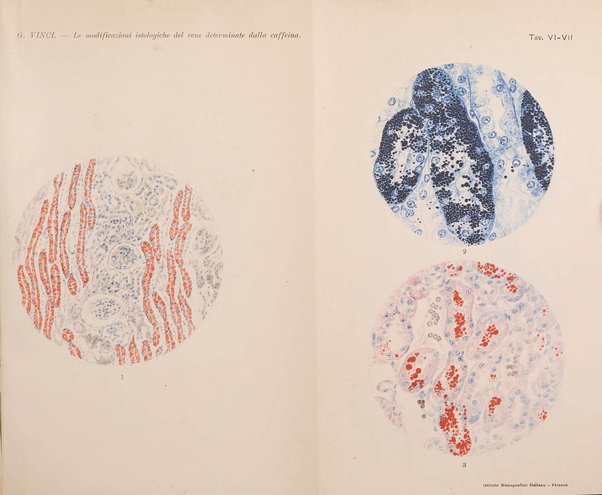 Archivio di farmacologia sperimentale e scienze affini