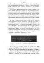 giornale/PUV0140996/1917/V.2/00000240