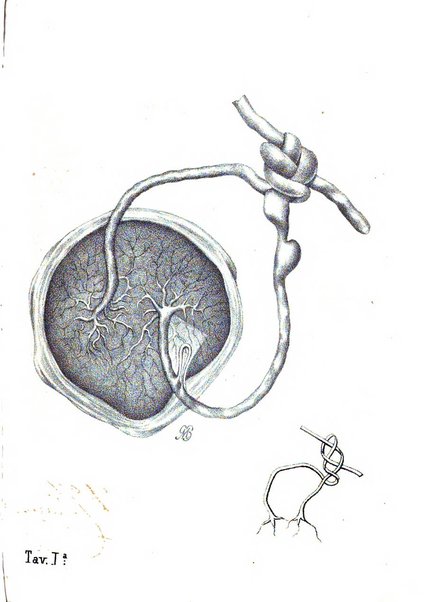 Annali di ostetricia, ginecologia e pediatria