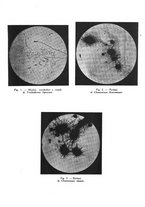 giornale/RAV0006317/1935/unico/00000325