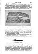 giornale/RAV0105511/1904/N.193/00000529