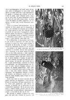 giornale/RAV0108470/1933/unico/00000547