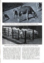 giornale/RAV0108470/1935/unico/00000989