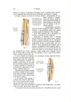 giornale/RML0015994/1917/unico/00000188