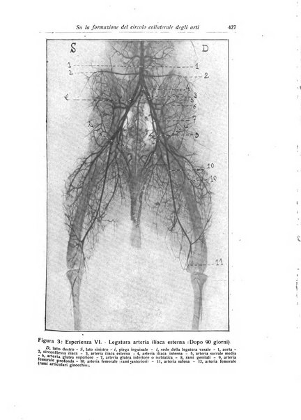 La chirurgia degli organi di movimento