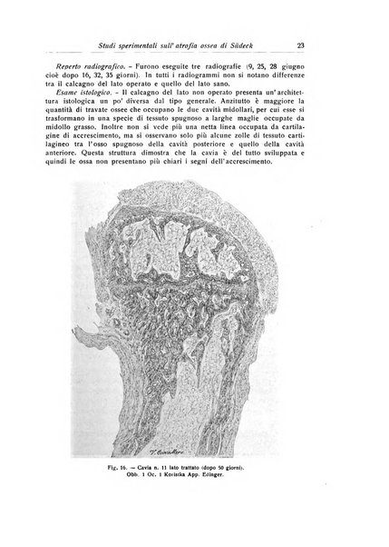 La chirurgia degli organi di movimento