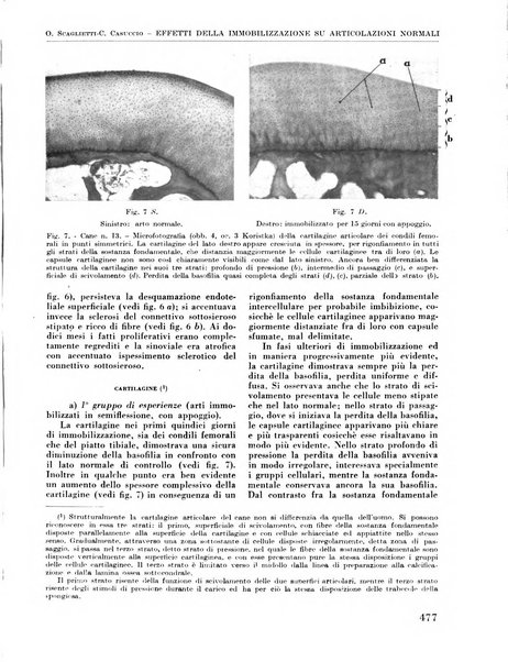 La chirurgia degli organi di movimento