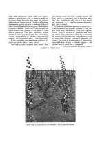 giornale/RML0020322/1928-1929/unico/00000429