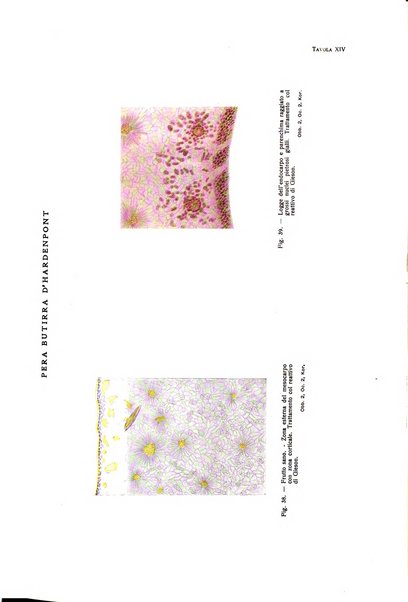 Rivista del freddo periodico mensile illustrato tecnico, scientifico, economico, commerciale