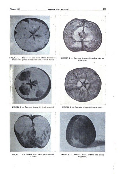 Rivista del freddo periodico mensile illustrato tecnico, scientifico, economico, commerciale