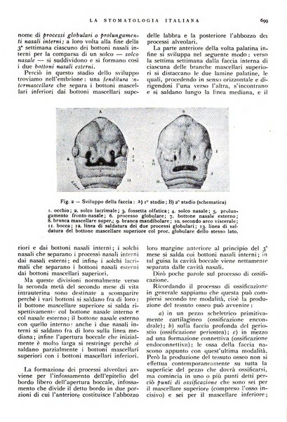 La stomatologia italiana organo ufficiale della Associazione nazionale culturale fascista stomato-odontologica