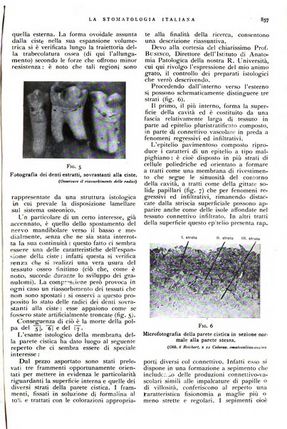 La stomatologia italiana organo ufficiale della Associazione nazionale culturale fascista stomato-odontologica