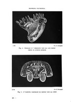 giornale/RML0023571/1936/unico/00000054