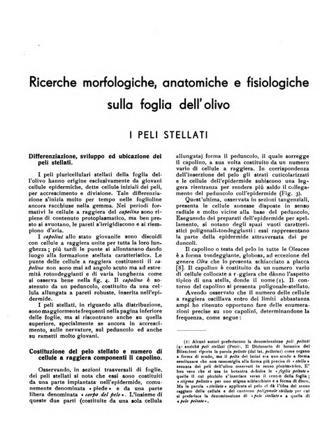 L'olivicoltore bollettino settimanale della Società nazionale degli olivicoltori