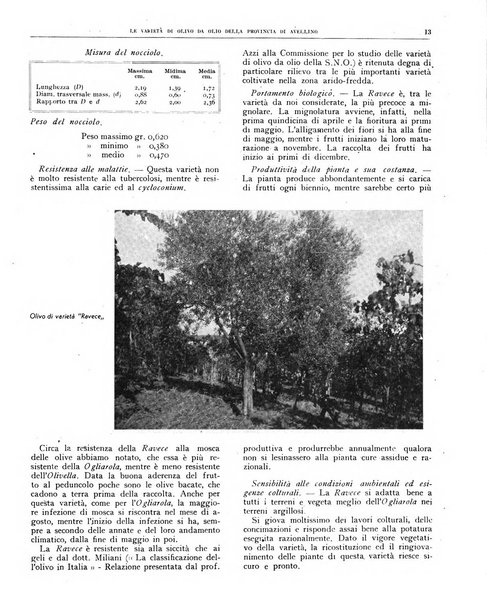 L'olivicoltore bollettino settimanale della Società nazionale degli olivicoltori