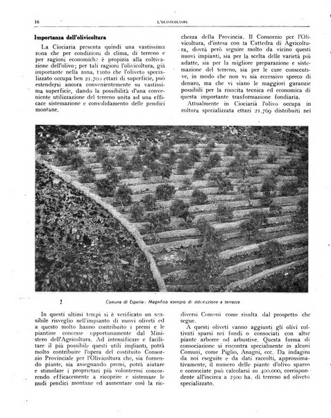 L'olivicoltore bollettino settimanale della Società nazionale degli olivicoltori