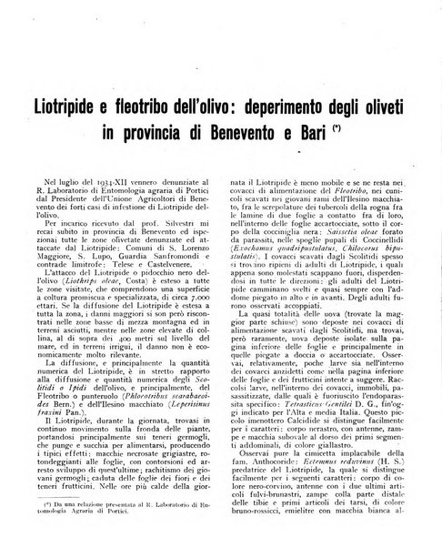 L'olivicoltore bollettino settimanale della Società nazionale degli olivicoltori