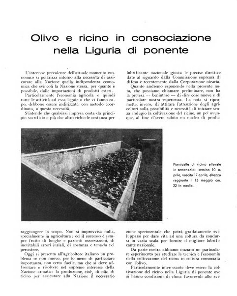 L'olivicoltore bollettino settimanale della Società nazionale degli olivicoltori