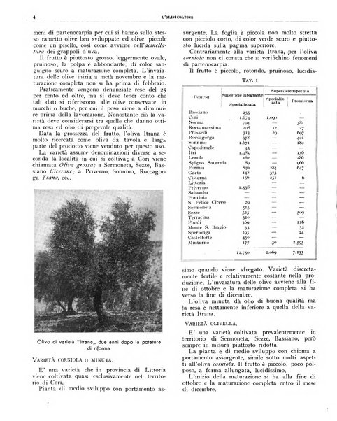 L'olivicoltore bollettino settimanale della Società nazionale degli olivicoltori