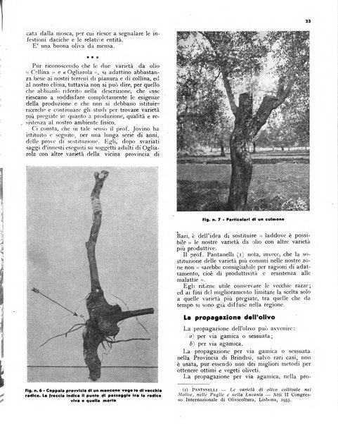 L'olivicoltore bollettino settimanale della Società nazionale degli olivicoltori