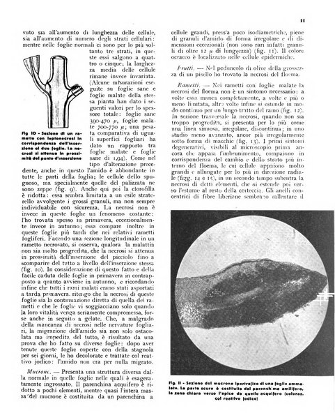 L'olivicoltore bollettino settimanale della Società nazionale degli olivicoltori