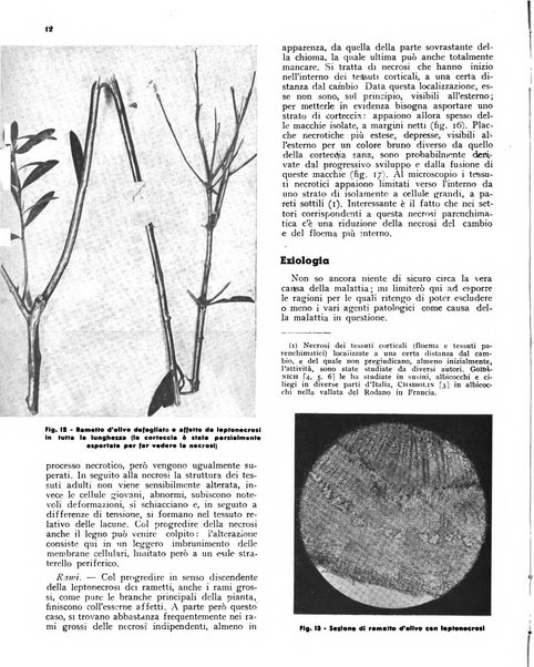 L'olivicoltore bollettino settimanale della Società nazionale degli olivicoltori