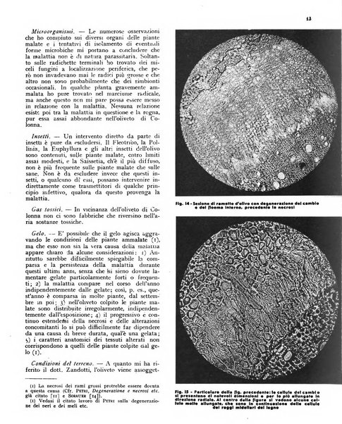 L'olivicoltore bollettino settimanale della Società nazionale degli olivicoltori