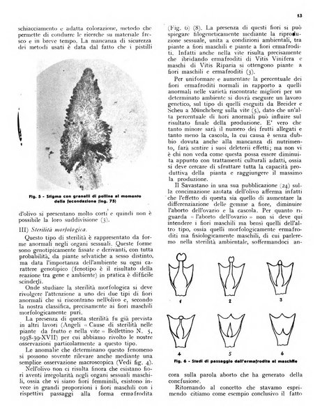 L'olivicoltore bollettino settimanale della Società nazionale degli olivicoltori