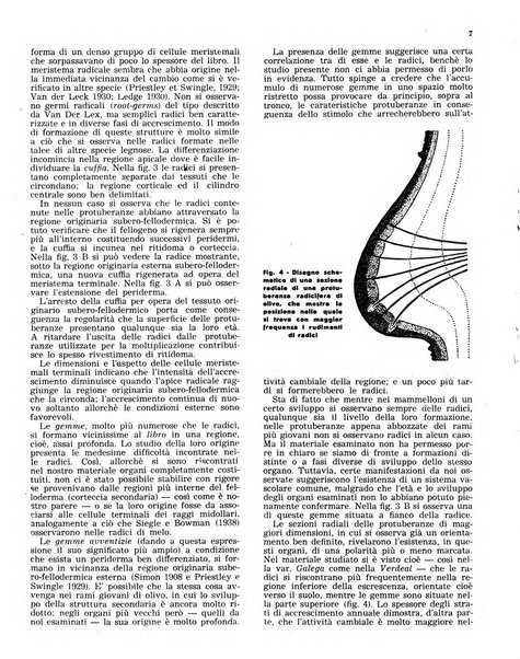 L'olivicoltore bollettino settimanale della Società nazionale degli olivicoltori