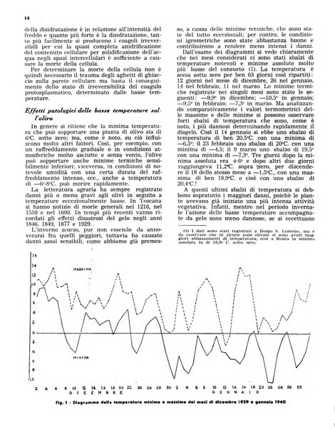 L'olivicoltore bollettino settimanale della Società nazionale degli olivicoltori